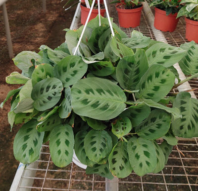 8" Maranta Green HB